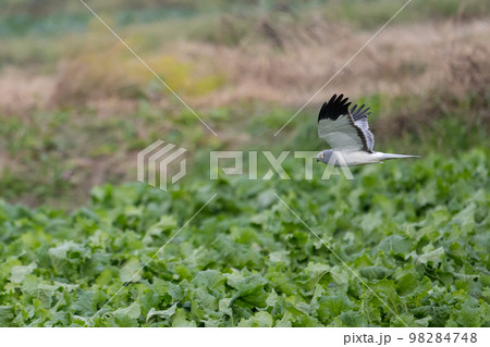 冬、農作物上を飛翔するハイイロチュウヒ♂成鳥 98284748