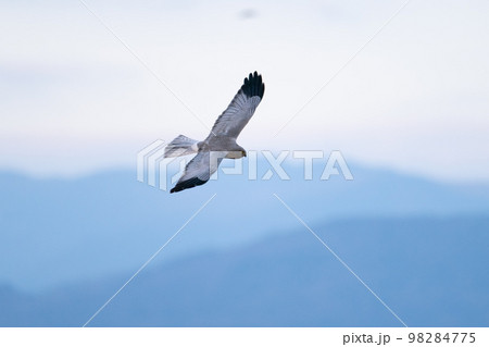 冬、山バックに飛翔する綺麗なハイイロチュウヒ♂成鳥01 98284775