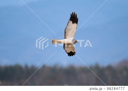 冬、青空バックに飛翔する綺麗なハイイロチュウヒ♂成鳥 98284777
