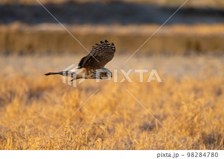 冬、低空飛行するハイイロチュウヒ幼鳥 98284780