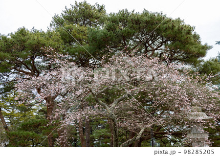 神社の参道に咲く冬の四季桜 神社の参道に咲く冬の四季桜 98285205
