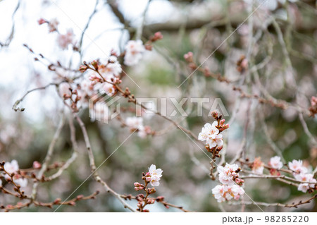 神社の参道に咲く冬の四季桜 神社の参道に咲く冬の四季桜 98285220