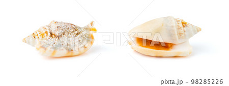 Conch Seashell from Both Sides Isolated on White Conch Seashell from Both Sides Isolated on White 98285226