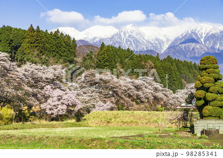 長野県上伊那郡飯島町の桜風景＆北アルプス 98285341