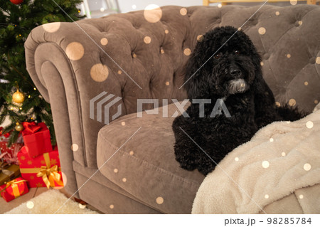 Concept of Merry Christmas, Christmas dog, space for text Concept of Merry Christmas, Christmas dog, space for text 98285784