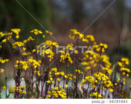 コウサイタイの花 コウサイタイの花 98285883