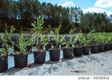 Many blueberry row, agro plastic pots,organic growing, summer harvesting in Portugal Many blueberry row, agro plastic pots,organic growing, summer harvesting in Portugal 98286918