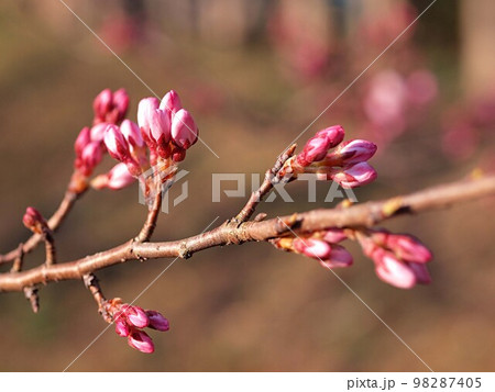 開花を始めた荘川桜の花 98287405