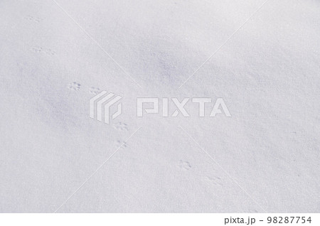 雪の上に残る猫の足跡 98287754