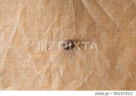 一粒のコーヒー豆 ルワンダショリ― 一粒のコーヒー豆 ルワンダショリ― 98287822