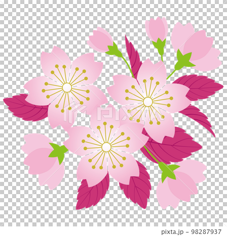 Cherry tree 1 98287937
