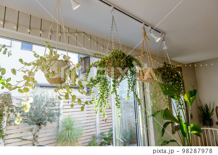 観葉植物　インテリア	　家　カフェ　レストラン　 98287978