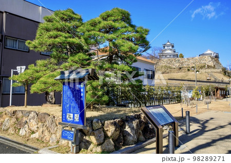 浜松市 浜松城の鎧掛松 浜松市 浜松城の鎧掛松 98289271