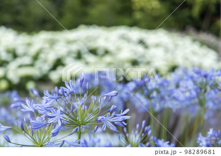 初夏の花、アガパンサス咲く風景-4 初夏の花、アガパンサス咲く風景-4 98289681
