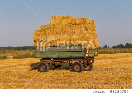 Straw hay bales on a trailer 98289795