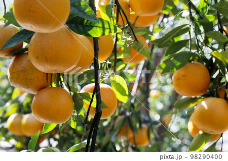 柑橘 柑橘系 シトラス 98290400