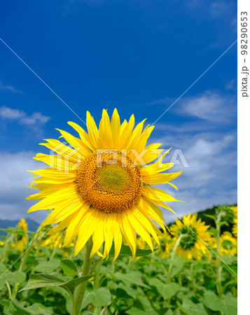 夏イメージ_快晴の空と満開のヒマワリ 98290653