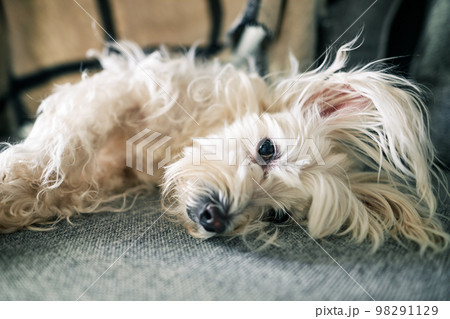 Cute white dog lying on the couch in morning sun rays at home Cute white dog lying on the couch in morning sun rays at home 98291129