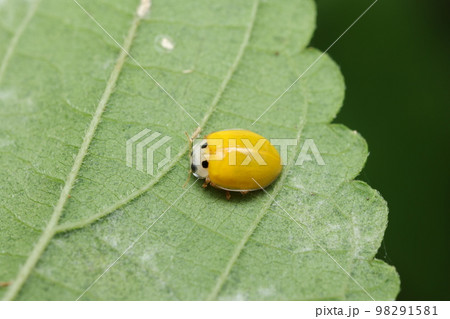 キイロテントウ キイロテントウ 98291581