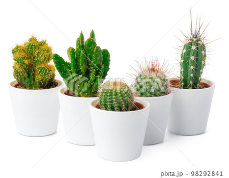 different types of cactus isolated on white background different types of cactus isolated on white background 98292841