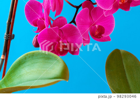 Purple orchid plant blossom close up on blue background 98293046