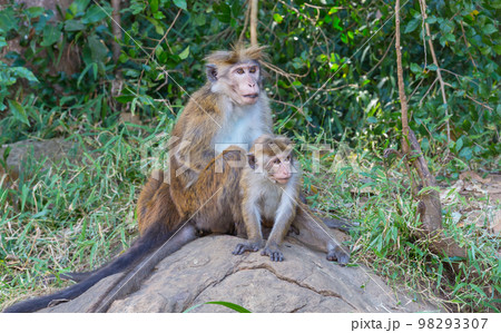 Monkey Monkey 98293307