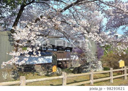 【長野県】晴天の小諸城址　三之門と満開の桜 98293621