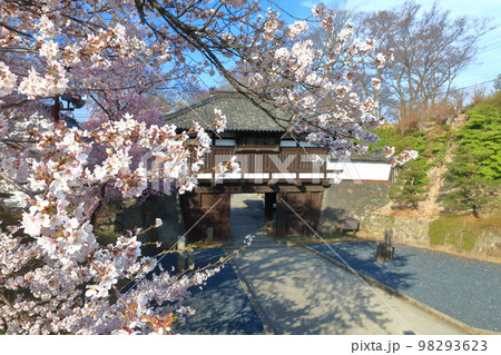【長野県】晴天の小諸城址　三之門と満開の桜 98293623