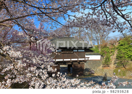 【長野県】晴天の小諸城址　三之門と満開の桜 98293628