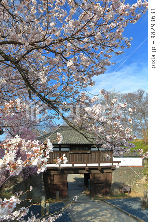 【長野県】晴天の小諸城址 三之門と満開の桜 【長野県】晴天の小諸城址 三之門と満開の桜 98293631