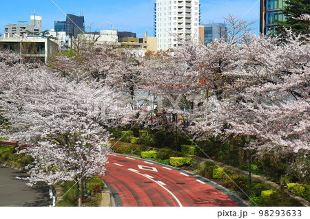 東京ミッドタウンガーデンの桜並木 東京ミッドタウンガーデンの桜並木 98293633