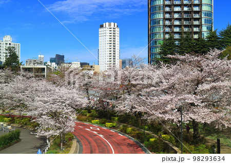東京ミッドタウンガーデンの桜並木 東京ミッドタウンガーデンの桜並木 98293634