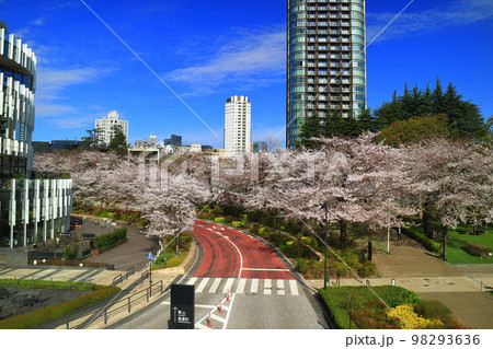 東京ミッドタウンガーデンの桜並木 東京ミッドタウンガーデンの桜並木 98293636