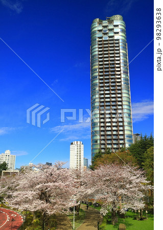東京ミッドタウンガーデンの桜並木 東京ミッドタウンガーデンの桜並木 98293638