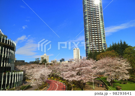 東京ミッドタウンガーデンの桜並木 98293641