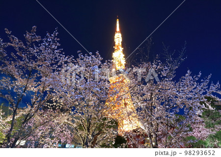 東京タワーと満開の夜桜 98293652
