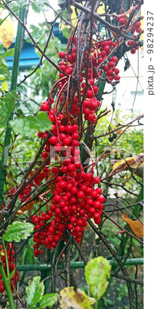 Red fruits of schisandra growing on branch in row. Schizandra on liana in garden Red fruits of schisandra growing on branch in row. Schizandra on liana in garden 98294237