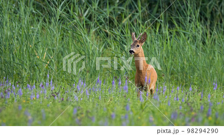 Roe deer standing on wildlfower meadow in summer nature 98294290