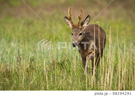 Roe deer with new antlers approaching on long grass Roe deer with new antlers approaching on long grass 98294291