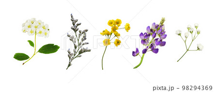 Set of small yellow flowers of berberis thunbergii isolated 98294369