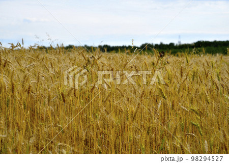 A field of wheat on a sunny day. Wheat ears close-up. An agricultural field with a grain crop. A field of wheat on a sunny day. Wheat ears close-up. An agricultural field with a grain crop. 98294527