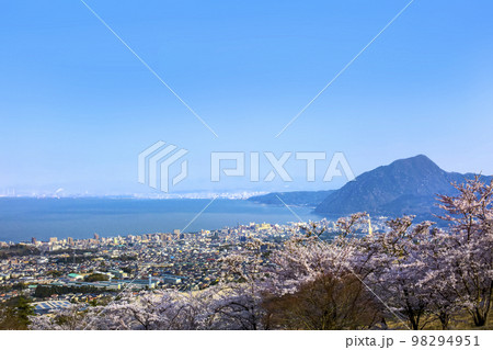 満開の桜と別府湾の眺望 98294951