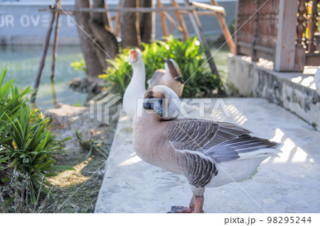 flock of gray and white Shitou Goose relaxing by the water flock of gray and white Shitou Goose relaxing by the water 98295244