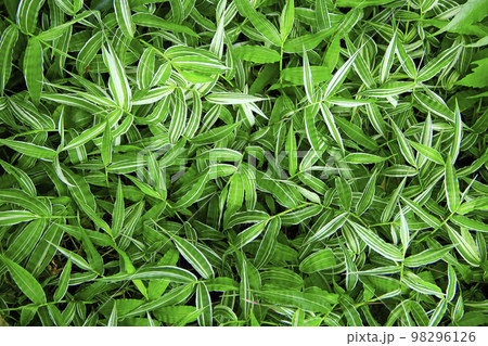 Green natural texture. Textured background. Foliage of plant. Natural texture Green natural texture. Textured background. Foliage of plant. Natural texture 98296126