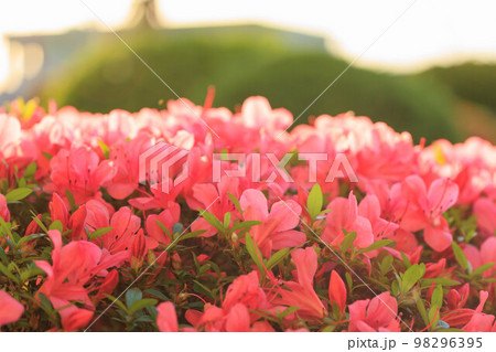 夕日に染まる満開のツツジ 98296395