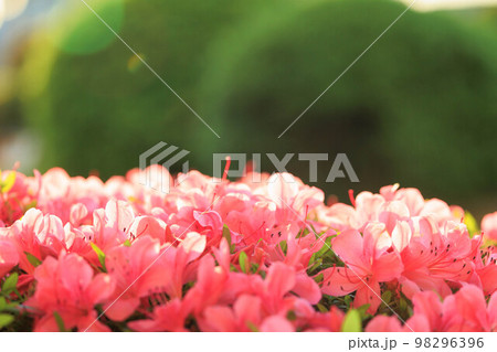 夕日に染まる満開のツツジ 夕日に染まる満開のツツジ 98296396