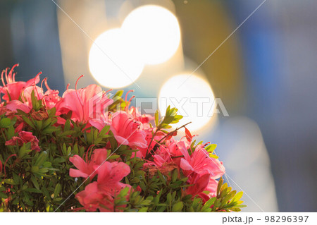 夕日に染まる満開のツツジ 夕日に染まる満開のツツジ 98296397