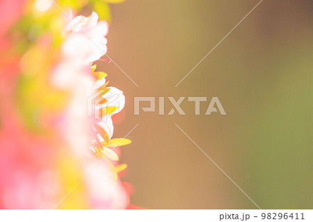 夕日に染まる満開のツツジ 98296411