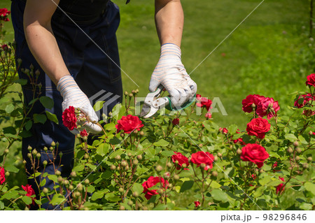 A young man is trimming a rose bush 98296846