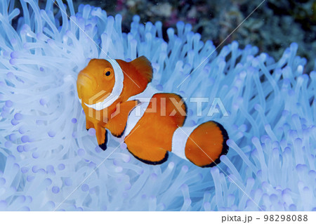 カクレクマノミ カクレクマノミ 98298088